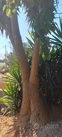 Tronco di Yucca di 20 anni