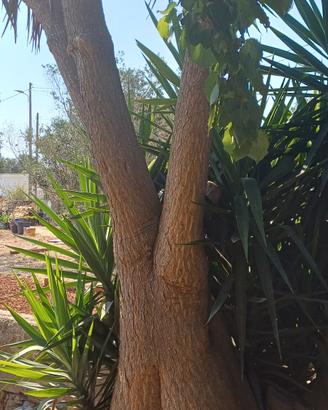Tronco di Yucca di 20 anni