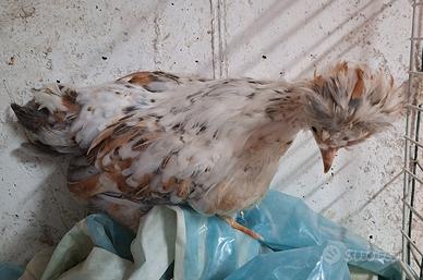 Pulcinotti fioriti svedesi ciuffati