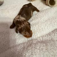 Bassotto tedesco nano kaninchen a pelo corto Enci