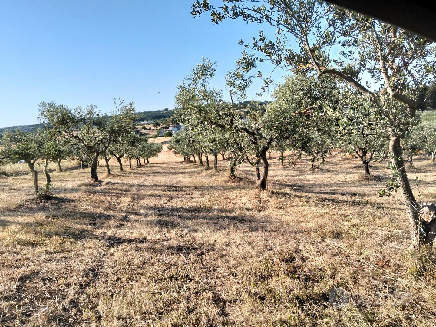 Terreno agricolo i - martina franca - Vista 2