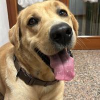 Labrador Miele disponibile per accoppiamento