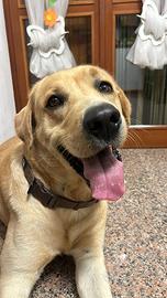 Labrador Miele disponibile per accoppiamento