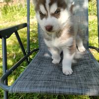 Siberian husky maschio