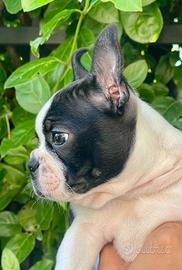 Boston Terrier