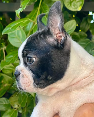 Boston Terrier