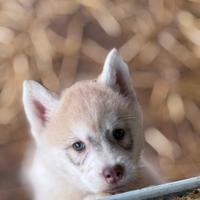 Cucciola di siberian husky pedigree enci