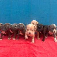 Cuccioli pitbull