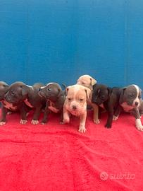 Cuccioli pitbull