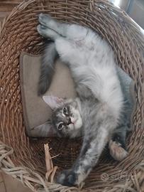 Nube dolcissima cucciola di Maine Coon