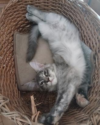 Nube dolcissima cucciola di Maine Coon