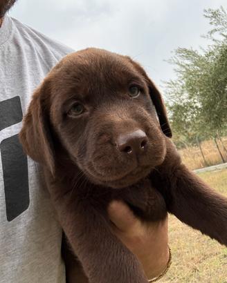 Cuccioli Labrador Choco