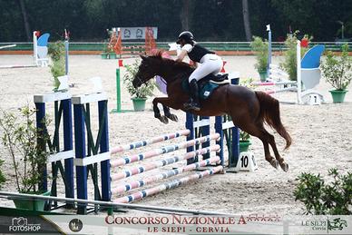 Cavallo