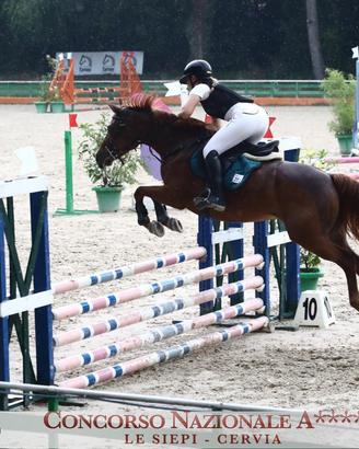 Cavallo