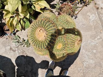 cuscino della suocera