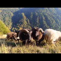 Montoni pecore nane ouessant ARR/ARR