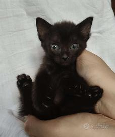 Gattino mix don sphynx nero( consegna)