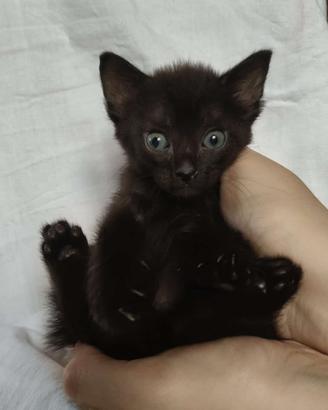 Gattino mix don sphynx nero( consegna)