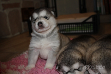 Cuccioli Alaskan Malamute