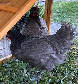 Galline ovaiole Australorp blu orlata nero