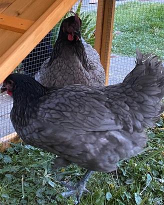 Galline ovaiole Australorp blu orlata nero