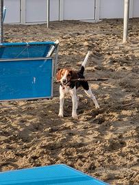 Beagle Tricolore