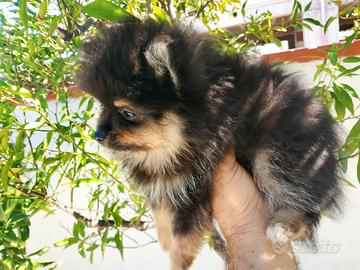 Spitz femmina