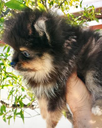 Spitz femmina