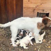 Cuccioli Jack Russell