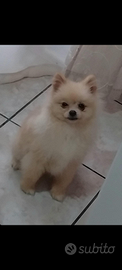 Spitz di pomerania nani