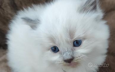 Gattino Ragdoll