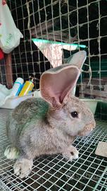 Conigli giganti delle Fiandre in purezza