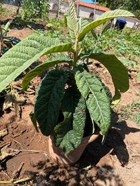 Piante