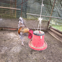 Gallo Oliver x Marans