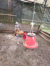 Gallo Oliver x Marans