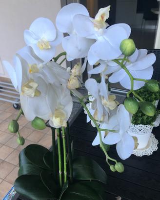 Orchidea finta