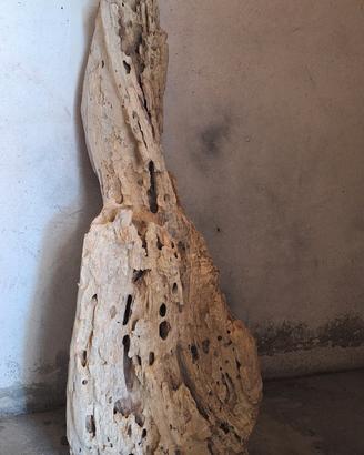 ceppo legno