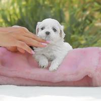 Maltese femmina in pronta consegna