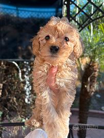 Barboncini toy e minitoy