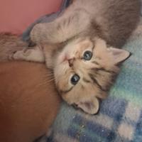 Maschietto British Shorthair