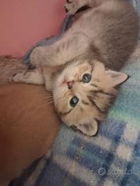 Maschietto British Shorthair