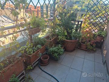 piante, Milano sud svendita 