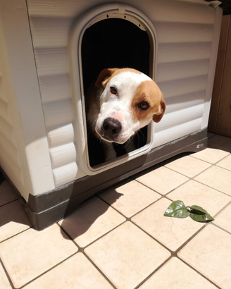 Cane jack russel