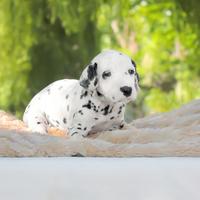 Cucciolo di Dalmata disponibile