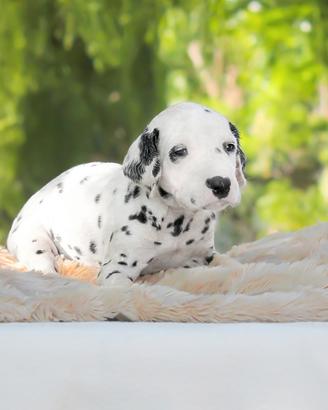 Cucciolo di Dalmata disponibile