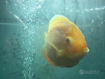 Heros severum red spot