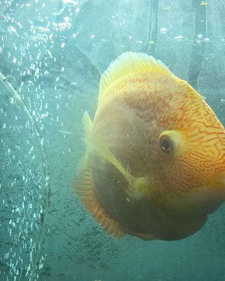 Heros severum red spot
