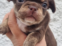 Chihuahua pedigree
