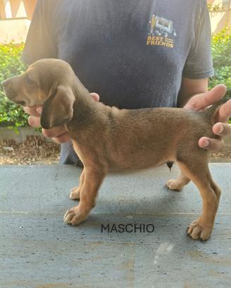 Cuccioli di segugio maremmano