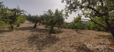 Terreno edificabile a 20 minuti dal mare